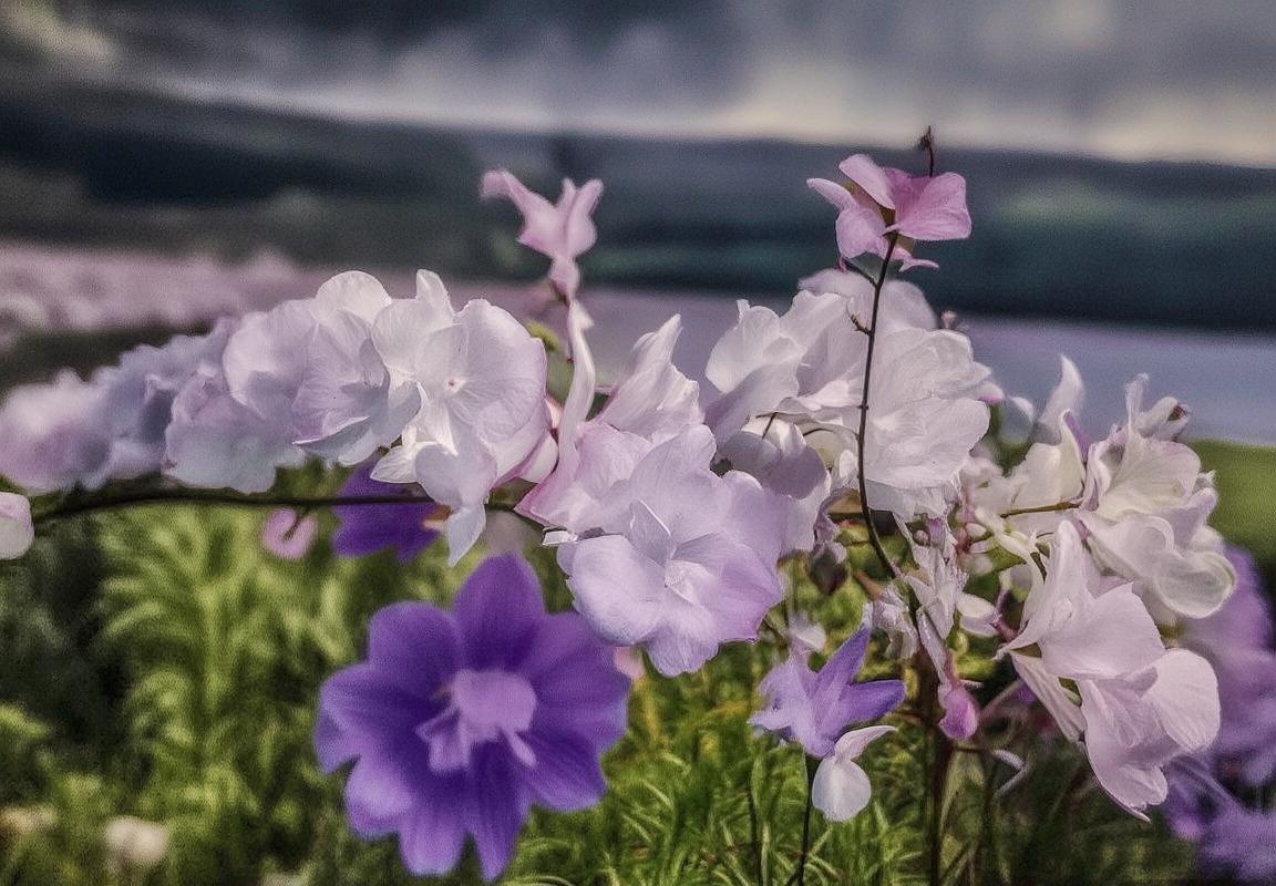 巴西德国足球对决赔率解析：历史交锋与状态前瞻